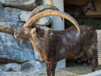 Alpensteinbock Männchen